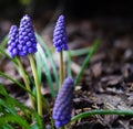 Close up of grape hyacinth known also as bluebell or muscari Royalty Free Stock Photo