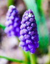 Close up of grape hyacinth known also as bluebell or muscari Royalty Free Stock Photo