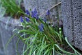 Grape hyacinth known also as bluebell or muscari Royalty Free Stock Photo
