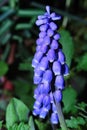 Close up grape hyazinth bloom Royalty Free Stock Photo