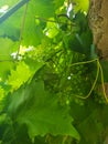 Close up of the grape vine from below Royalty Free Stock Photo