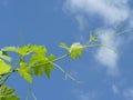 Close Up of Grape Vine Branch Royalty Free Stock Photo