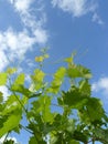 Close Up of Grape Vine Branches Royalty Free Stock Photo