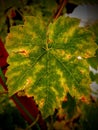 Close up of grape vine leaf in autumn