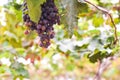 grape vines of ripe shiraz in vineyard