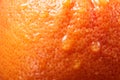 Close up of grapefruit or orange texture. Royalty Free Stock Photo