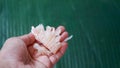 Close-up of a grapefruit that is peeled and the orange pulp is visible Royalty Free Stock Photo