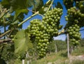 Close up of grapes