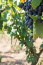 Close Up of Grapes in Countryside in Italy in Late Summer Royalty Free Stock Photo