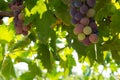 Close Up of Grapes in Countryside in Italy in Late Summer Royalty Free Stock Photo