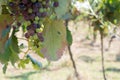 Close Up of Grapes in Countryside in Italy in Late Summer Royalty Free Stock Photo