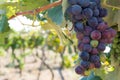 Close Up of Grapes in Countryside in Italy in Late Summer Royalty Free Stock Photo