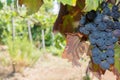 Close Up of Grapes in Countryside in Italy in Late Summer Royalty Free Stock Photo