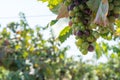 Close Up of Grapes in Countryside in Italy in Late Summer Royalty Free Stock Photo