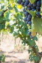 Close Up of Grapes in Countryside in Italy in Late Summer Royalty Free Stock Photo