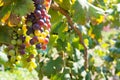 Close Up of Grapes in Countryside in Italy in Late Summer Royalty Free Stock Photo