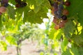 Close Up of Grapes in Countryside in Italy in Late Summer Royalty Free Stock Photo