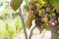 Close Up of Grapes in Countryside in Italy in Late Summer Royalty Free Stock Photo