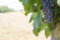 Close Up of Grapes in Countryside in Italy in Late Summer Royalty Free Stock Photo