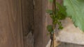 Close up of grapes forming on a grape vine