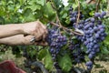 Close up of grapes during grape harvesting Royalty Free Stock Photo