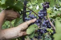 Close up of grapes during grape harvesting Royalty Free Stock Photo