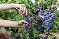 Close up of grapes during grape harvesting Royalty Free Stock Photo