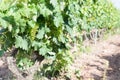 Close up of grapes growing in a vineyard in La Rioja, Royalty Free Stock Photo