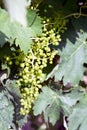 Close up of grapes growing in a vineyard near LogroÃÂ±o, Spain, Royalty Free Stock Photo