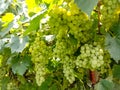 Close up of Grapes Hanging on Branch in Grapes Garden.Sweet and tasty white grape bunch on the vine.Green grapes on vine, shallow Royalty Free Stock Photo