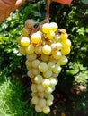 Close up of Grapes Hanging on Branch in Grapes Garden.Sweet and tasty white grape bunch on the vine.Green grapes on vine, shallow Royalty Free Stock Photo