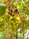 Close up of Grapes Hanging on Branch in Grapes Garden.Sweet and tasty white grape bunch on the vine.Green grapes on vine, shallow Royalty Free Stock Photo