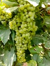 Close up of Grapes Hanging on Branch in Grapes Garden.Sweet and tasty white grape bunch on the vine.Green grapes on vine, shallow Royalty Free Stock Photo