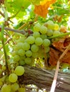 Close up of Grapes Hanging on Branch in Grapes Garden.Sweet and tasty white grape bunch on the vine.Green grapes on vine, shallow Royalty Free Stock Photo