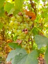 Close up of Grapes Hanging on Branch in Grapes Garden.Sweet and tasty white grape bunch on the vine.Green grapes on vine, shallow