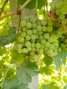 Close up of Grapes Hanging on Branch in Grapes Garden.Sweet and tasty white grape bunch on the vine.Green grapes on vine, shallow Royalty Free Stock Photo