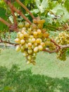 Close up of Grapes Hanging on Branch in Grapes Garden.Sweet and tasty white grape bunch on the vine.Green grapes on vine, shallow Royalty Free Stock Photo