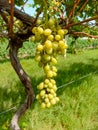 Close up of Grapes Hanging on Branch in Grapes Garden.Sweet and tasty white grape bunch on the vine.Green grapes on vine, shallow Royalty Free Stock Photo