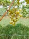 Close up of Grapes Hanging on Branch in Grapes Garden.Sweet and tasty white grape bunch on the vine.Green grapes on vine, shallow Royalty Free Stock Photo