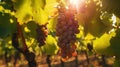 Close-up of grapes, vineyard against the background in the light of the sun Royalty Free Stock Photo
