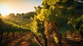 Close-up of grapes, vineyard against the background in the light of the sun Royalty Free Stock Photo