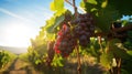 Close-up of grapes, vineyard against the background in the light of the sun Royalty Free Stock Photo