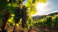 Close-up of grapes, vineyard against the background in the light of the sun Royalty Free Stock Photo