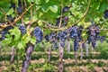 Close up on grapes in a vineyard