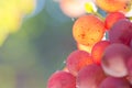 Close-up of grapes of wine in a sunny vineyard Royalty Free Stock Photo