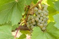 Close Up Of Grapes For Wine On Vine Royalty Free Stock Photo