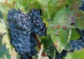 Close up of Grapevine with berries on sun rays