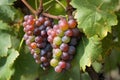 close-up of grapevine, with bunches of ripe, juicy grapes