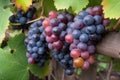 close-up of grapevine, with bunches of ripe, juicy grapes