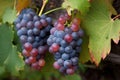 close-up of grapevine, with bunches of ripe, juicy grapes